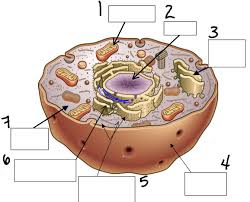We did not find results for: Biology Eukaryotic Cell Labeling Animal Diagram Quizlet