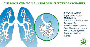 The Health Effects Of Cannabis Healer