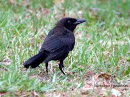 Common Grackle