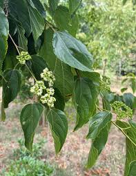 Image result for Hovenia