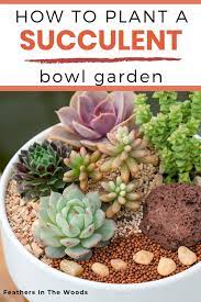 Fill a pot with potting mix, place some rocks, and arrange succulents around. How To Plant An Indoor Succulent Garden Feathers In The Woods