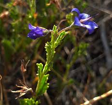 Image result for Thomandersia