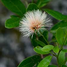 Image result for Pithecellobium