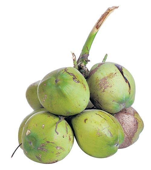 ಎಳೆನೀರು | Vikaspedia - Health