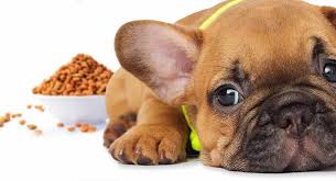 Best Food For French Bulldog Puppy Dogs Top Tips And Brand