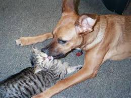 Have seen almost all of the doctors and love them all! Pets First Veterinary Clinic Pet Care