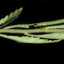 Image result for Streptopetalum serratum