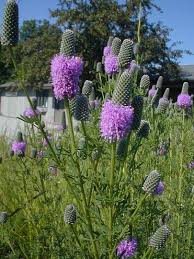 Petalostemum Purpureum Purple Prairie Clover Wild Flower Meadow Herbaceous Perennials Wildflower Garden