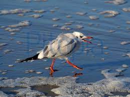 Скачайте стоковое фото nutrition beak hunger earthworm bobolinks. Mute Siedhoff Allee Des Jahres Galerie 2017 Mute Siedhoff Bildagentur Pitopia Bilddetails Liegender Fuchs Frisst Vogel Mute Siedhoff Bild 2693552 Rotfuchs Fuchsschwanz Fuchs Reineke Vogel Raubtier Maul Pfote Beute Fang Futter Hanisa Karno