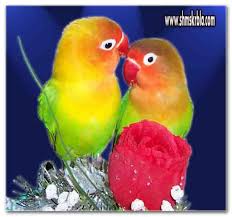اجمل صور طيور زينة Animals Parrot Bird