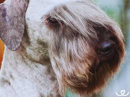 Image result for ČESKÝ TERIÉR