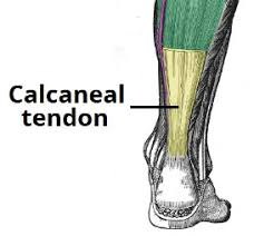 This is inflammation of the tendon, known as achilles tendonitis or an achilles rupture can be really painful. Achilles Tendonitis Teachmesurgery