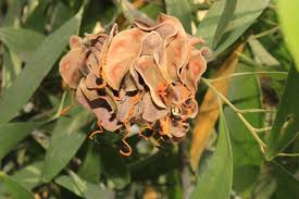 Image result for Acacia auriculiformis