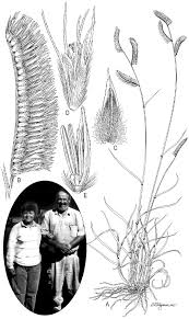 Image result for Hubbardochloa