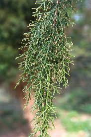 Image result for Podocarpaceae