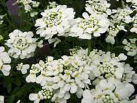 The Flowers Of An Evergreen Candytuft Plant Iberis Sempervirens Plants Garden Helpers Sempervirens