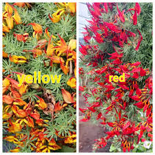 Image result for Lotus berthelotii