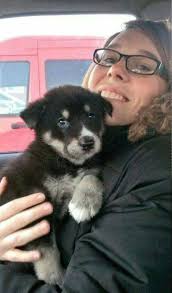 Recently my wife and I took our 11 year old boy, Balto, to the vet for a  cough and were devastated to learn that the cough is being caused by  metastatic cancer