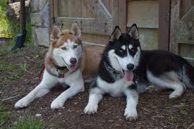Black And Brown Siberian Husky Brown And Black Siberian Huskies Black Siberian Husky Siberian Husky Husky