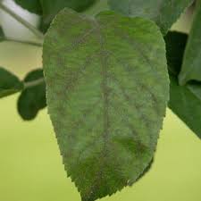 Refer to the midwest tree. Common Crabapple Diseases That Cause Summer Defoliation Arbor Experts Tree Care In Dayton Oh