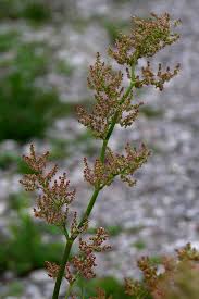 Image result for Rumex lanceolatus