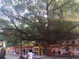 Maha Bodhi Tree 2 Ficus Religiosa Wikipedia Bodhi Tree Sri Maha Bodhi Bodh Gaya