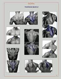 Jul 07, 2020 · this is a standing pose in which your front leg is bent and your back leg is straight. How To Draw The Human Back Muscles Reference Of Trapezius Muscle Imgur