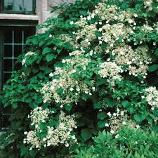 The climbing hydrangea is a woody, deciduous climbing vine that attaches to walls and fences using rootlike structures known as holdfasts. Hydrangea Anomala Spring Meadow Wholesale Liners Spring Meadow Nursery