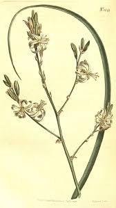 Image result for Trachyandra burkei