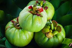 Image result for Garcinia acutifolia