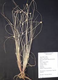 Image result for Lipocarpha kernii