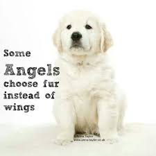Some Angels Choose Fur Overnight Pet Tags Funny Dog Photos Dog Quotes Funny Dogs