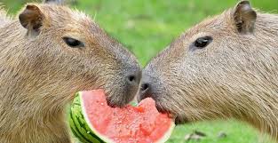Опис 