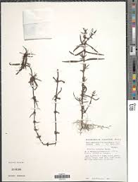 Image result for Stipularia africana