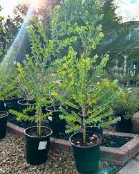 Image result for Acacia podalyriifolia