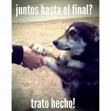 Amigo Incondicional Perros Frases Perros Imagenes De Perros