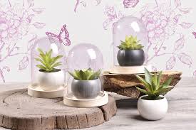 Centrakor Plantes Grasses Et Cloches En Verre Pour Une Deco Fleurie Deco Jungle Deco Decoration