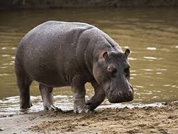 Animals Name In Hindi And English À¤ À¤¨à¤µà¤° À¤ À¤¨ À¤® List Of Animals