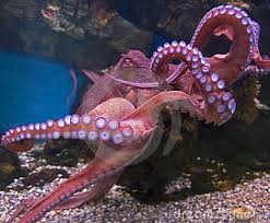 Connect, discover, and share the world's largest digital music library with over 53 million. Riesige Pazifische Krake 1 Oktopus Krake Bilder