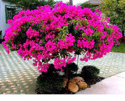 All varieties have been preserved to ensure they will not wilt in the same way living plants would. Paper Flower Plants Terat
