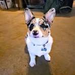 American corgi blue merle puppies