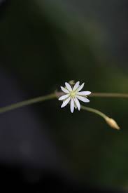 Image result for Stellaria sennii