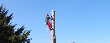 Fäll einen baum mit einer handsäge. Baumfallen Dusseldorfer Baumpfleger