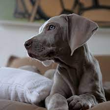 We are a silver labrador breeder specializing in silver lab puppies, charcoal lab puppies, check out our website for more information. 1 Labrador Retriever Puppies For Sale In Arizona Uptown