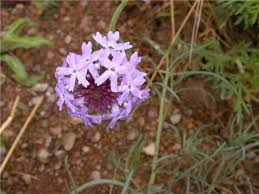 Image result for Verbena × teasii
