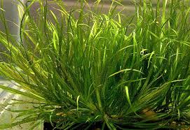 Image result for Blyxa aubertii