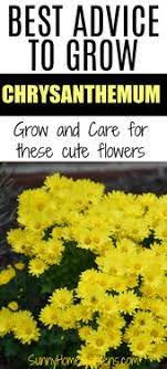 How To Grow And Care For Mums Chrysanthemums Chrysanthemum Growing Chrysanthemum Plant Fertilizer For Plants