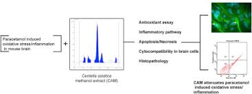 This material is provided for educational purposes only and is not intended for medical advice, diagnosis or treatment. Protection Of Mouse Brain From Paracetamol Induced Stress By Centella Asiatica Methanol Extract Sciencedirect