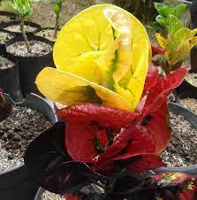 Bibit jambu air jamaika 70cm. Jual Tanaman Hias Online Home Facebook
