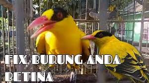 Burung decu ialah burung dengan bentuk badan yang termasuk kecil, tetapi kecil badannya tidak menghambat penghobi burung untuk menyenanginya. Perbedaan Burung Kepodang Jantan Dan Betina Farof Blog Cute766